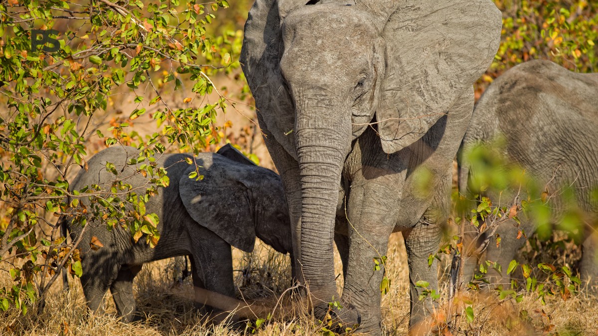 Amboseli vs Chyulu Hills Safari Comparison - photo 1