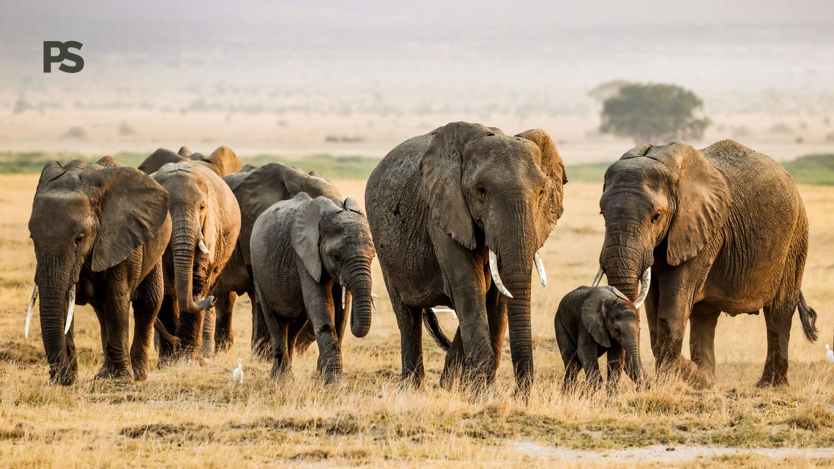 Amboseli vs Chyulu Hills Safari Comparison - photo 2