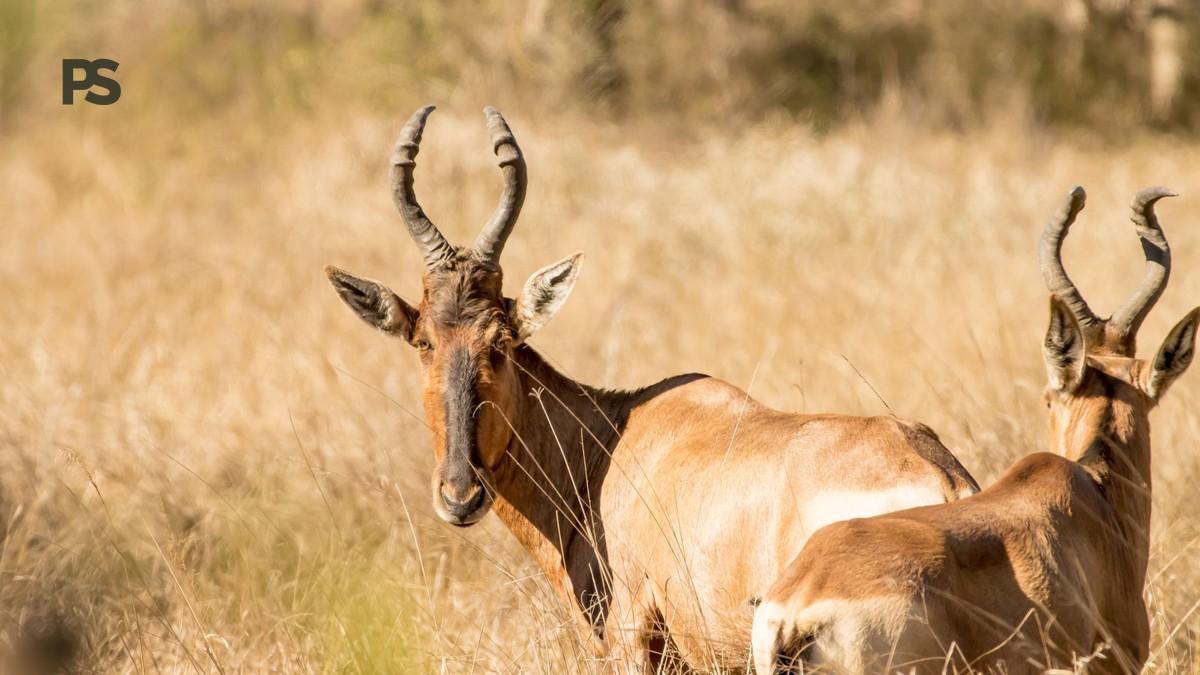 Are Park Fees Included in Kenya Safari Prices?