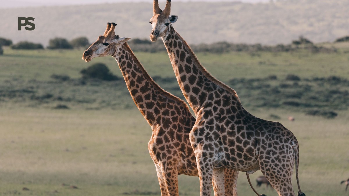 Best Airlines to Fly to Kenya for a Safari (Layover Guide) - photo 2