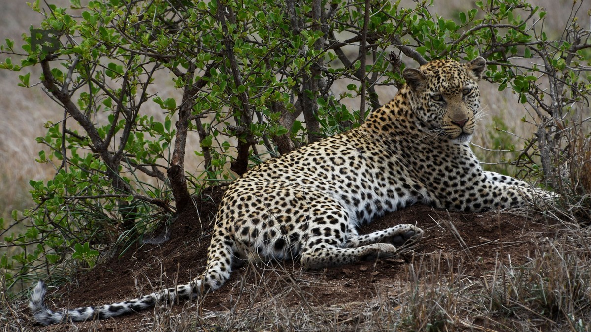 Best Kenya Parks for Leopard Sightings Japanese Speakers