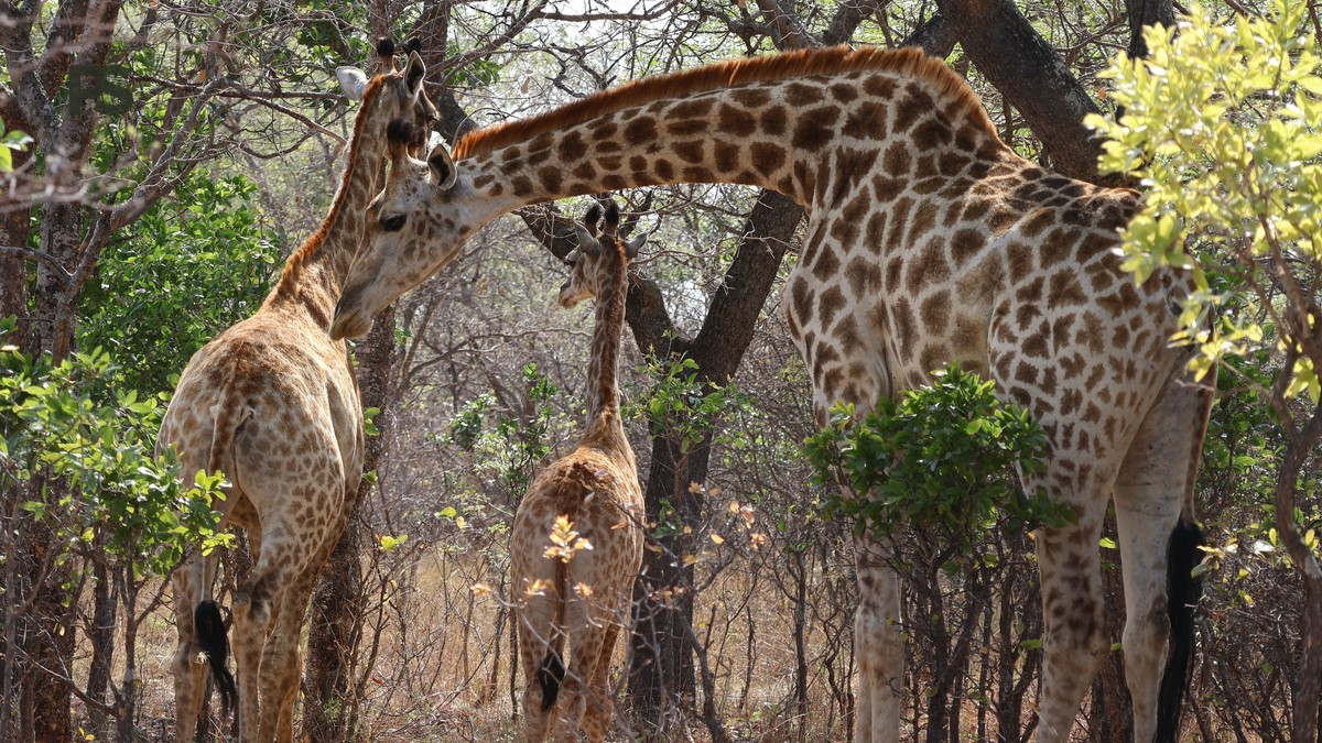 Best Time Kenya Safari Dutch Speakers: A Family Guide