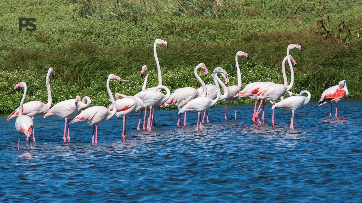 Best Time to See Flamingos in Kenya: A Lake-by-Lake Guide