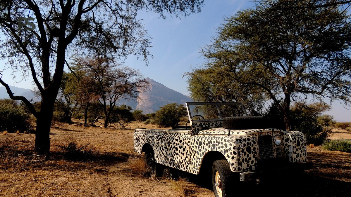 Best Time to See Leopards in the Masai Mara: A Field Guide