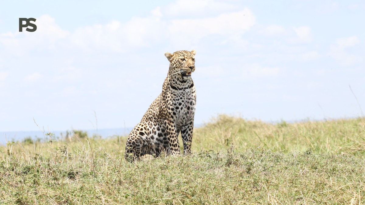 Best Time to See Leopards in the Masai Mara: A Field Guide - photo 1