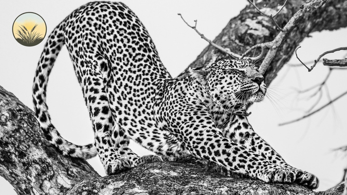 Big Five Checklist Kenya Safari: What You'll Really See - photo 1