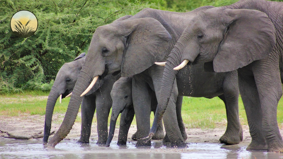 Big Five Checklist Kenya Safari: What You'll Really See - photo 2