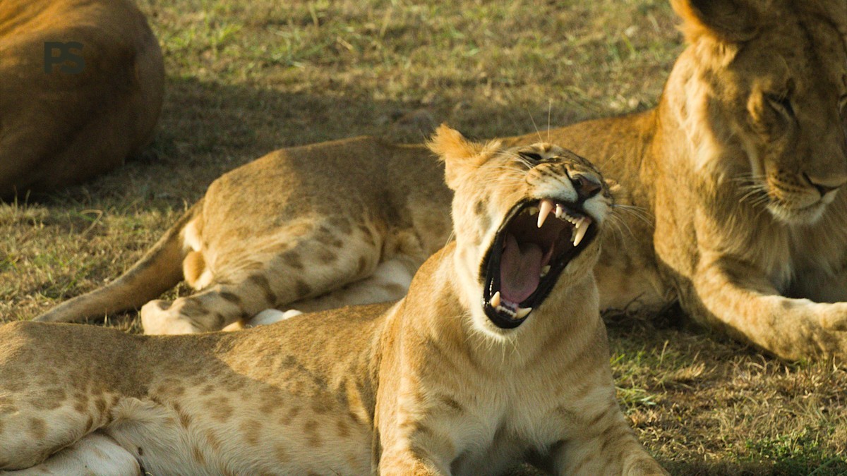 Big Five, Little Five, Ugly Five au Kenya : le guide complet