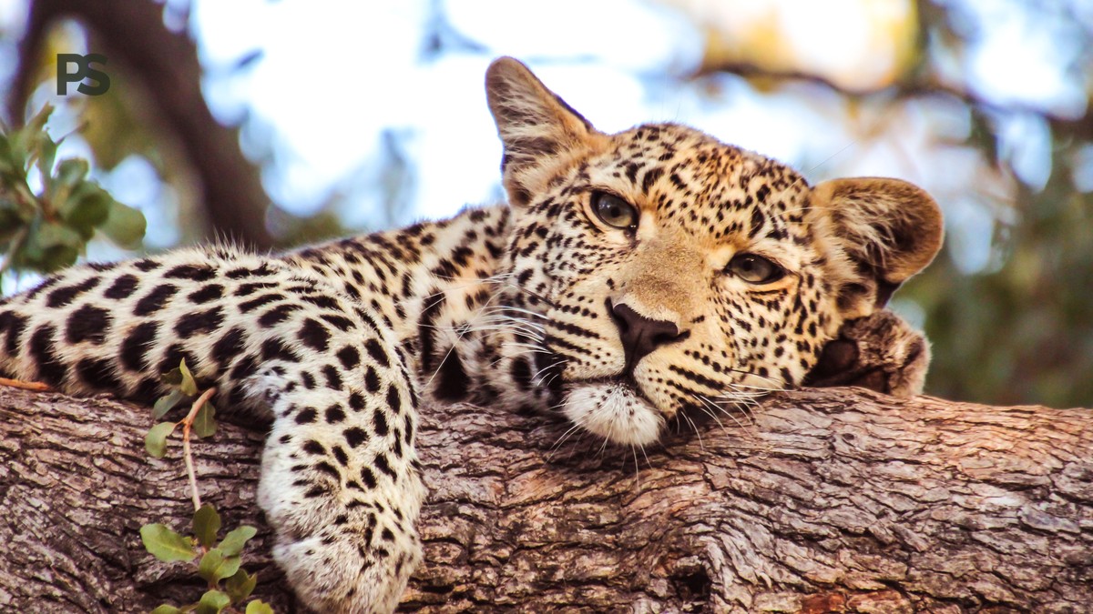 Big Five, Little Five, Ugly Five au Kenya : le guide complet - photo 1