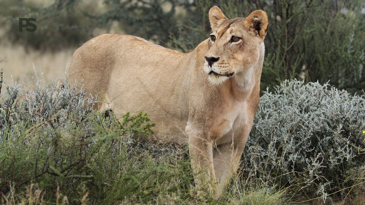 Big Five, Little Five, Ugly Five: Kenya Safari Glossary