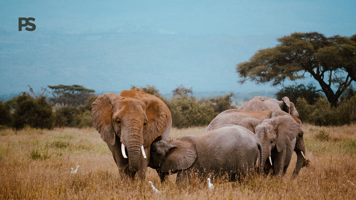 Big Five, Little Five, Ugly Five: Kenya Safari Glossary - photo 2