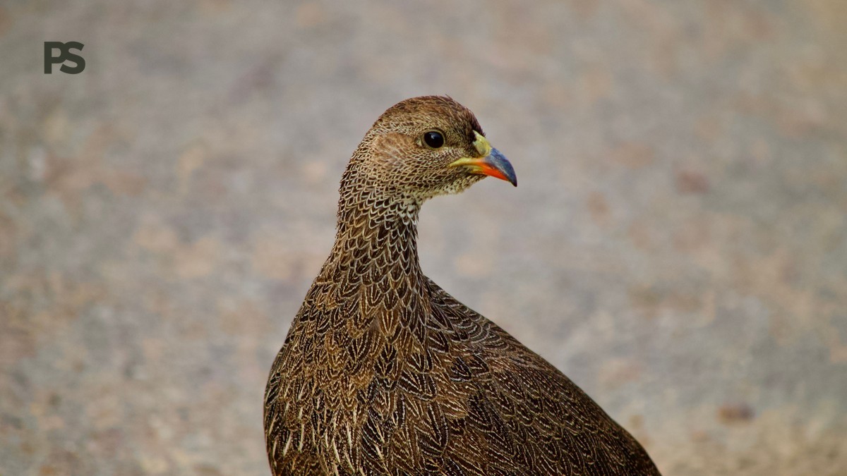 Birdwatching Safari Kenya Dutch Speakers: Parks, Kosten & Tips
