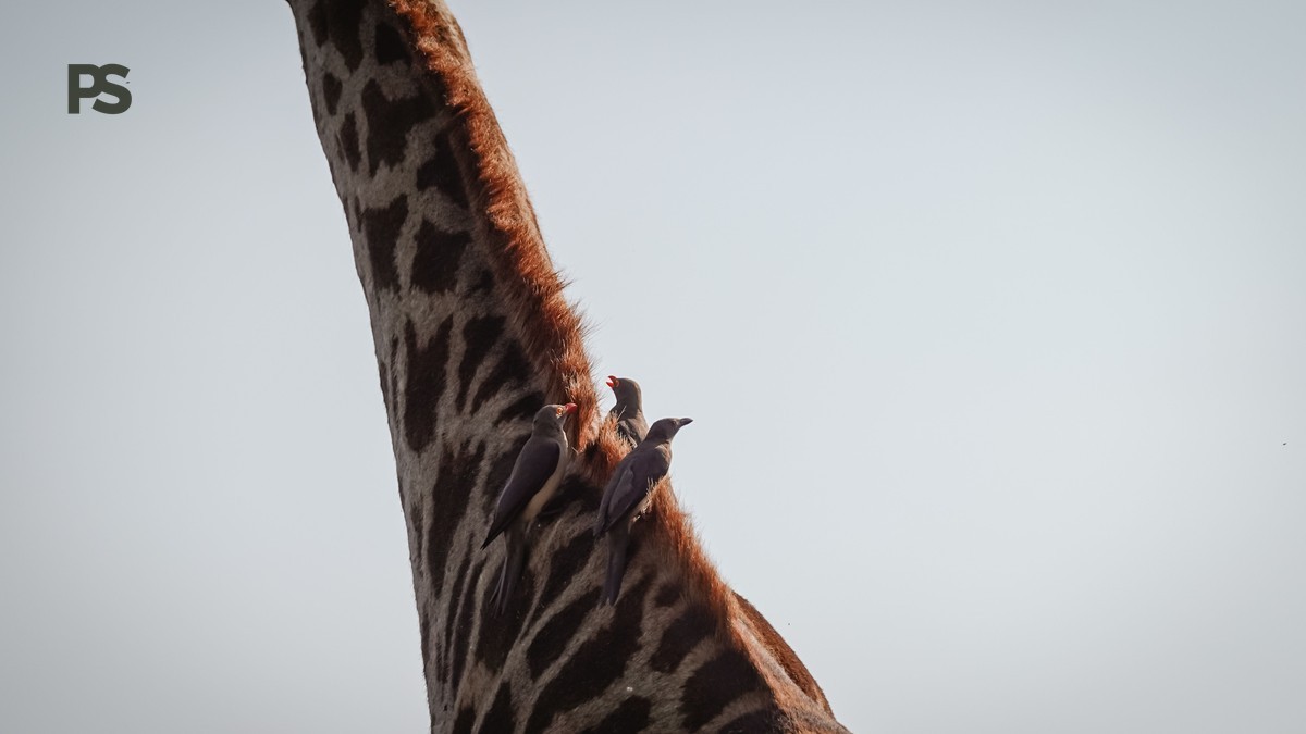 Birdwatching Safari Kenya for Italian Speakers: Cost & Guide