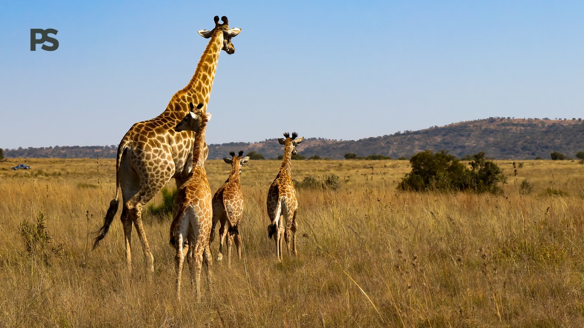 Birdwatching Safari Kenya for Italian Speakers: Cost & Guide - photo 1