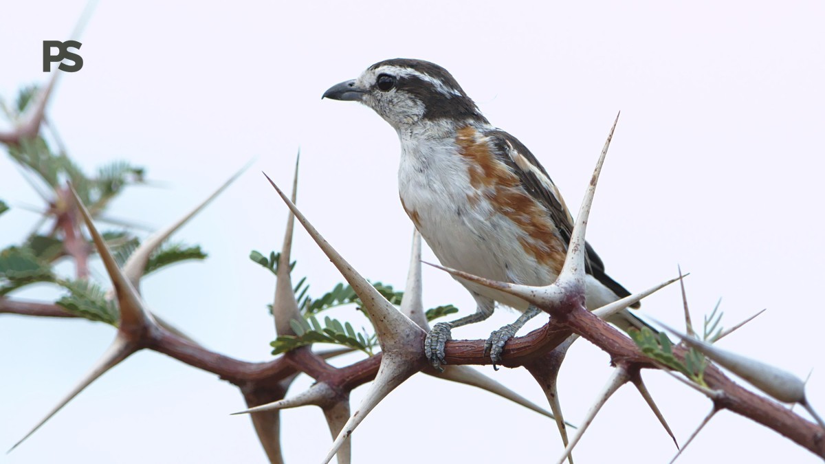Birdwatching Safari Kenya: Rutas para Spanish Speakers