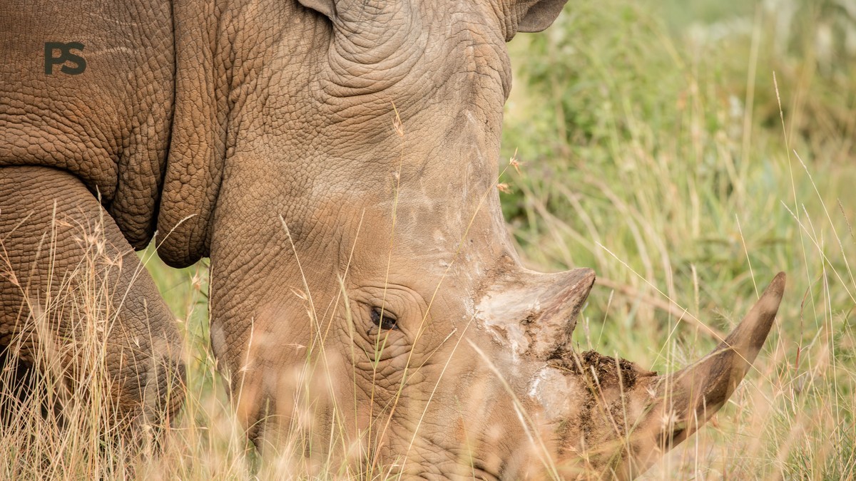 Black Rhino Tracking in Laikipia, Kenya: Foot Guide