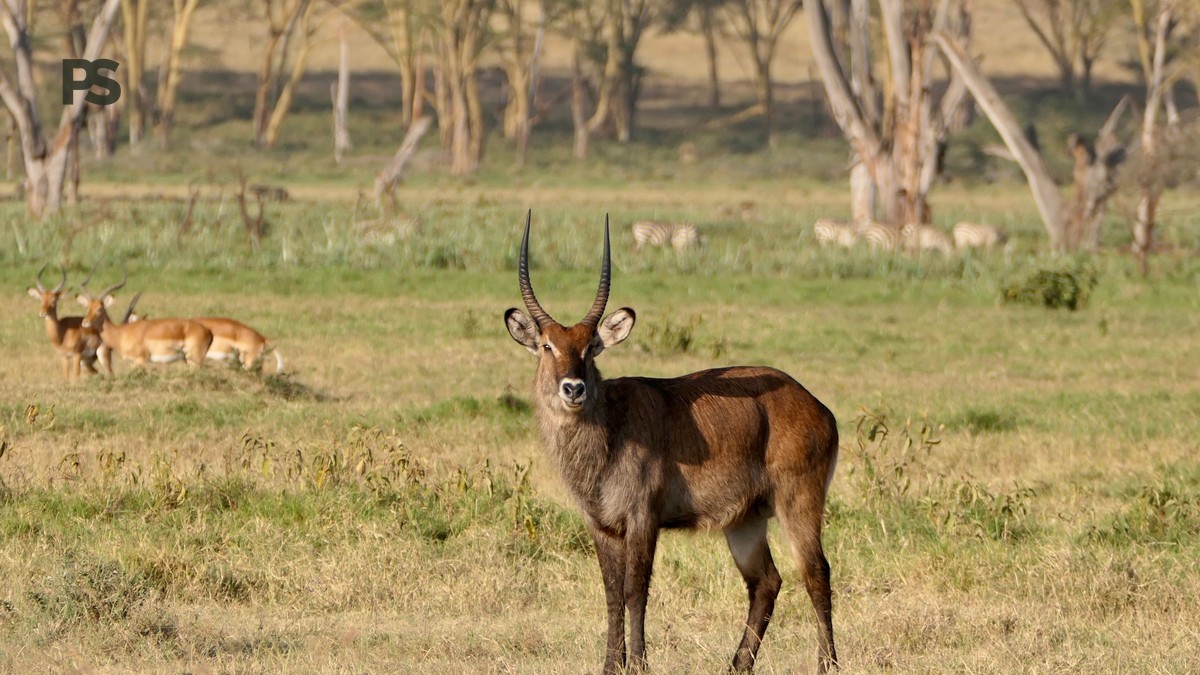 Black Rhino Tracking in Laikipia, Kenya: Foot Guide - photo 1