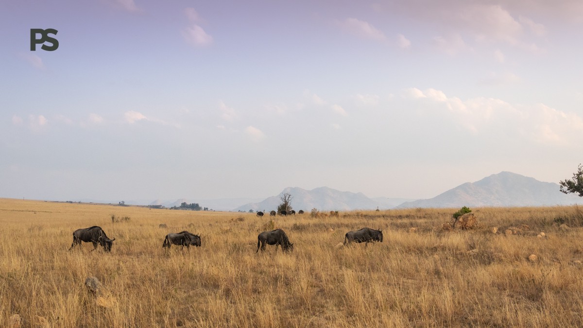 Black Rhino Tracking in Laikipia, Kenya: Foot Guide - photo 2