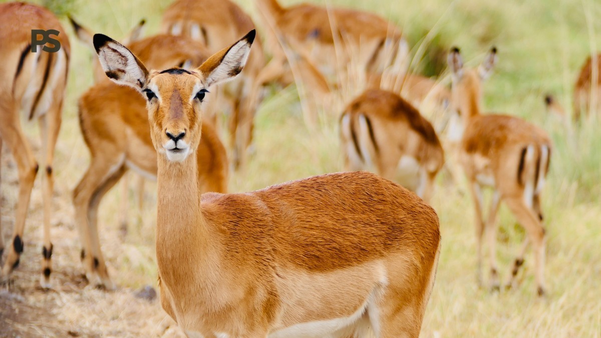 Can Children Handle Safari Drives: Age-by-Age Tips -- Photo by silvia lusetti on Pexels
