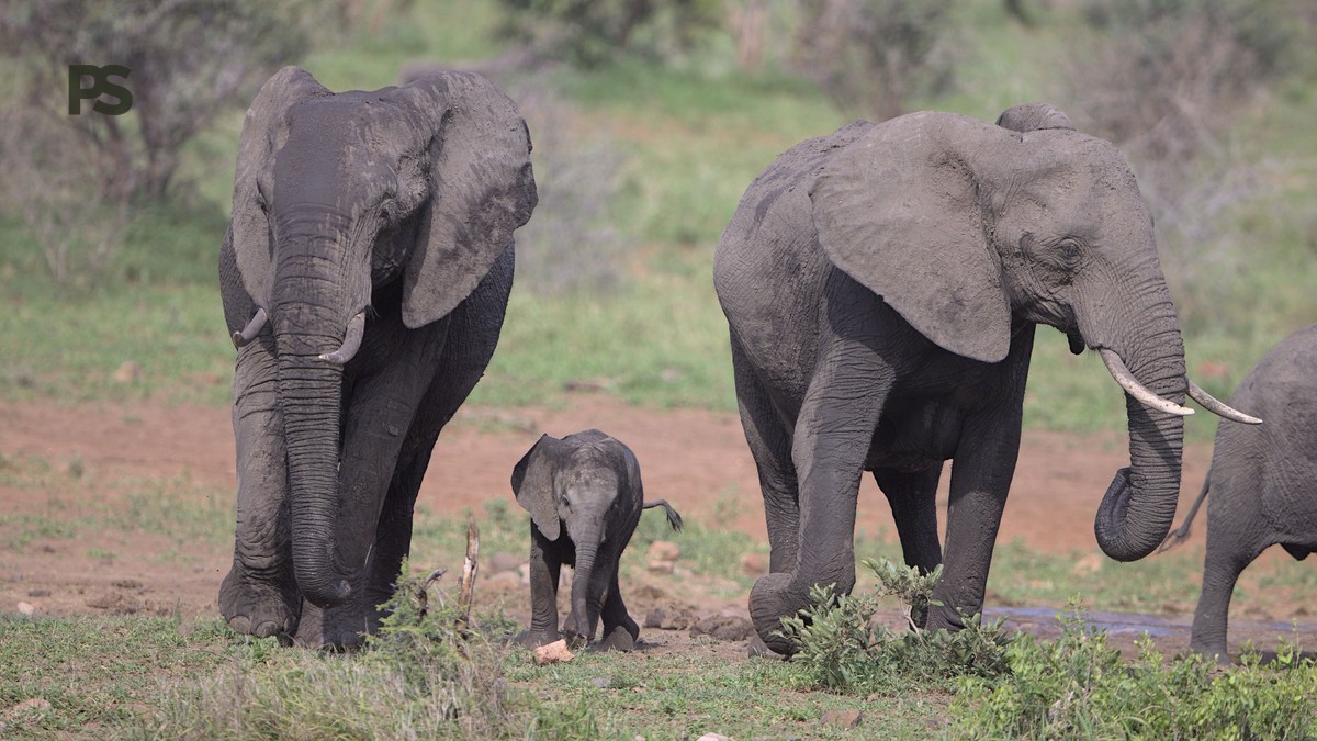 Can Children Join Walking Safaris: Age Rules Explained -- Photo by Derek Keats on Pexels