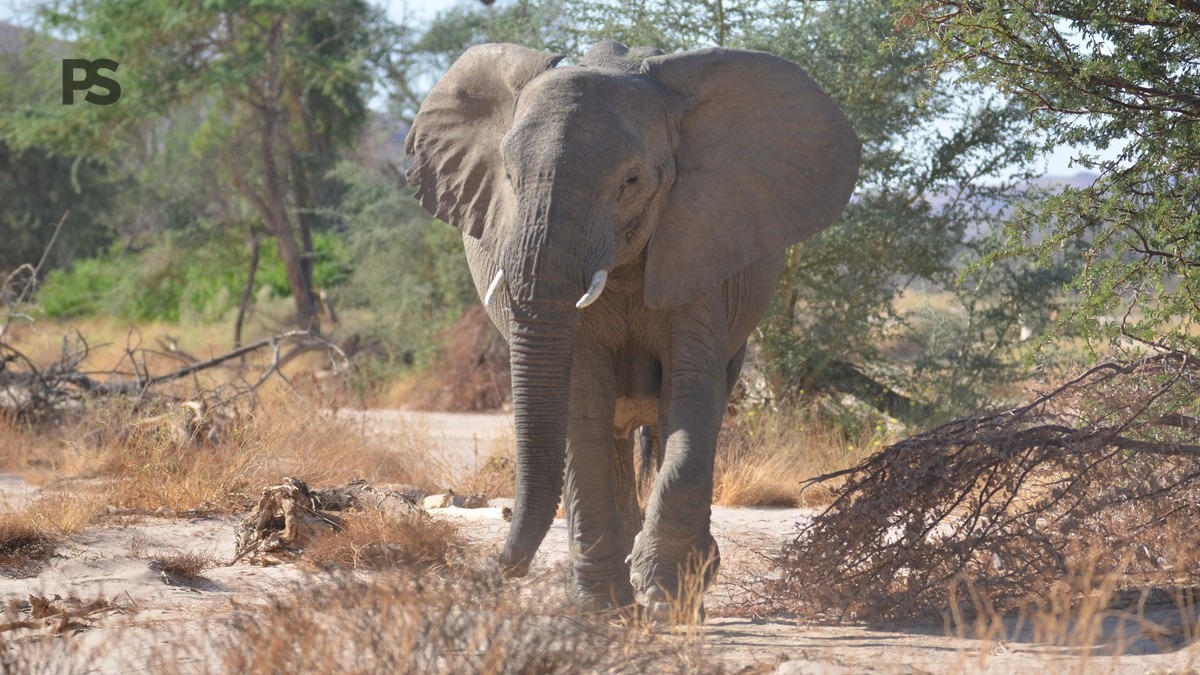 Can Children Join Walking Safaris: Age Rules Explained - photo 1