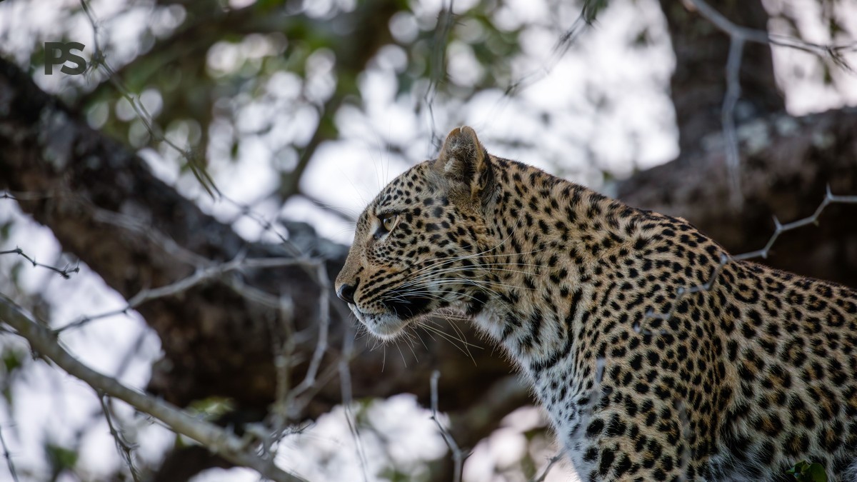 Can Pregnant Travelers Join Game Drives: Safe Trip Tips -- Photo by Marlin Clark on Pexels