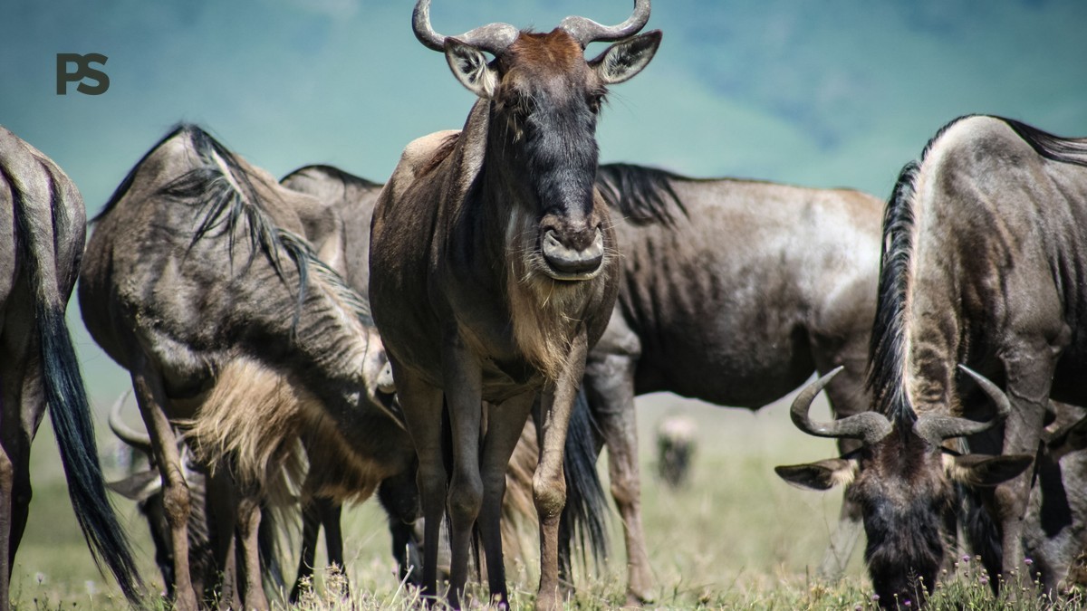 Can Safari Guides Find Animals Twice? Kenya Safari Facts