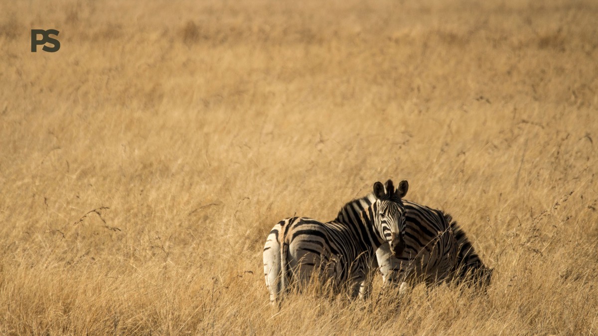 Can You See Rhinos in Kenya? Yes, Here's Where and How - photo 2