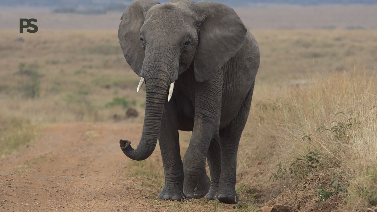 Can You Use Walking Poles on a Kenya Safari?