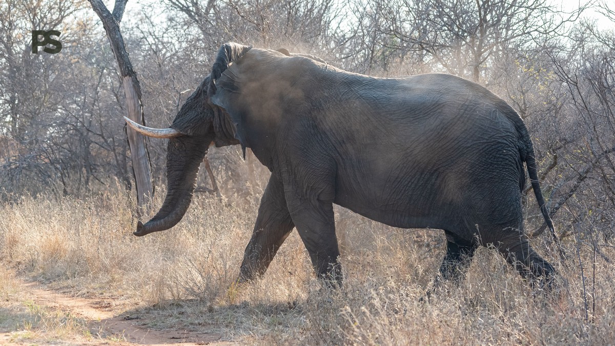 Can You Use Walking Poles on a Kenya Safari? - photo 2