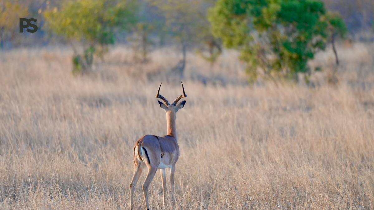Champagne Bush Breakfast Safari Kenya: What to Expect - photo 1