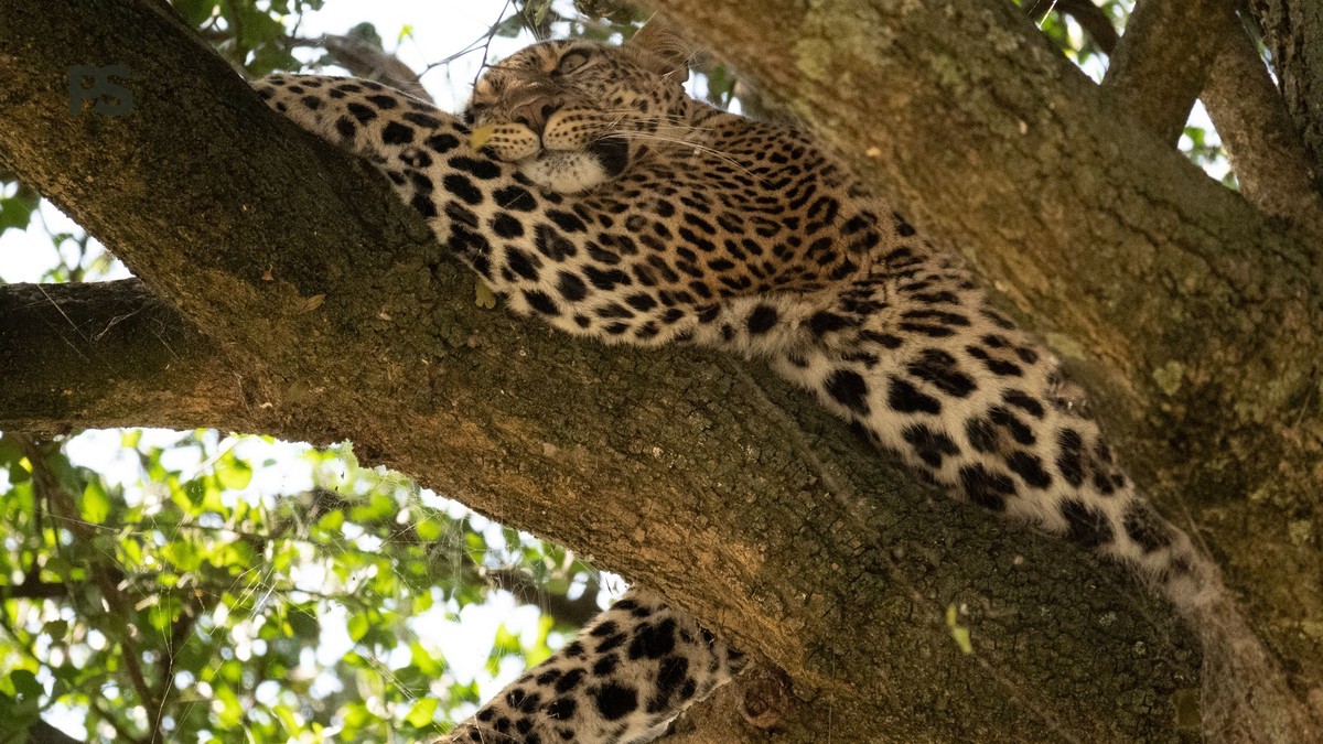 Cheetah vs Leopard Spotting Differences for French Speakers