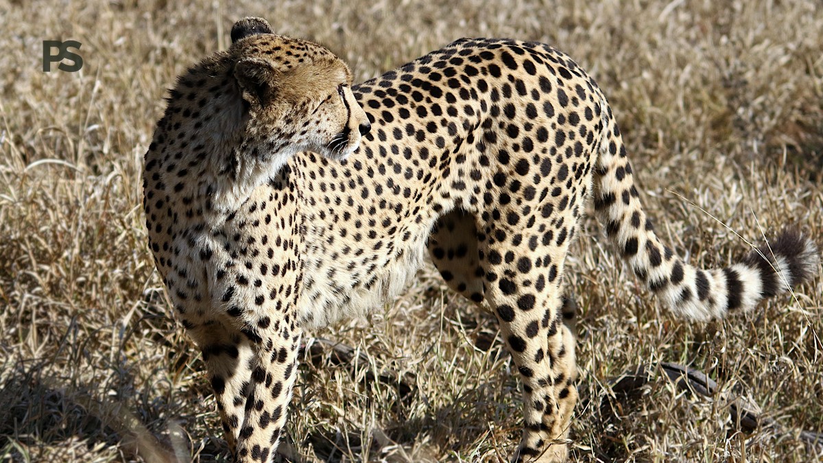 Cheetah vs Leopard Spotting Differences for French Speakers - photo 1