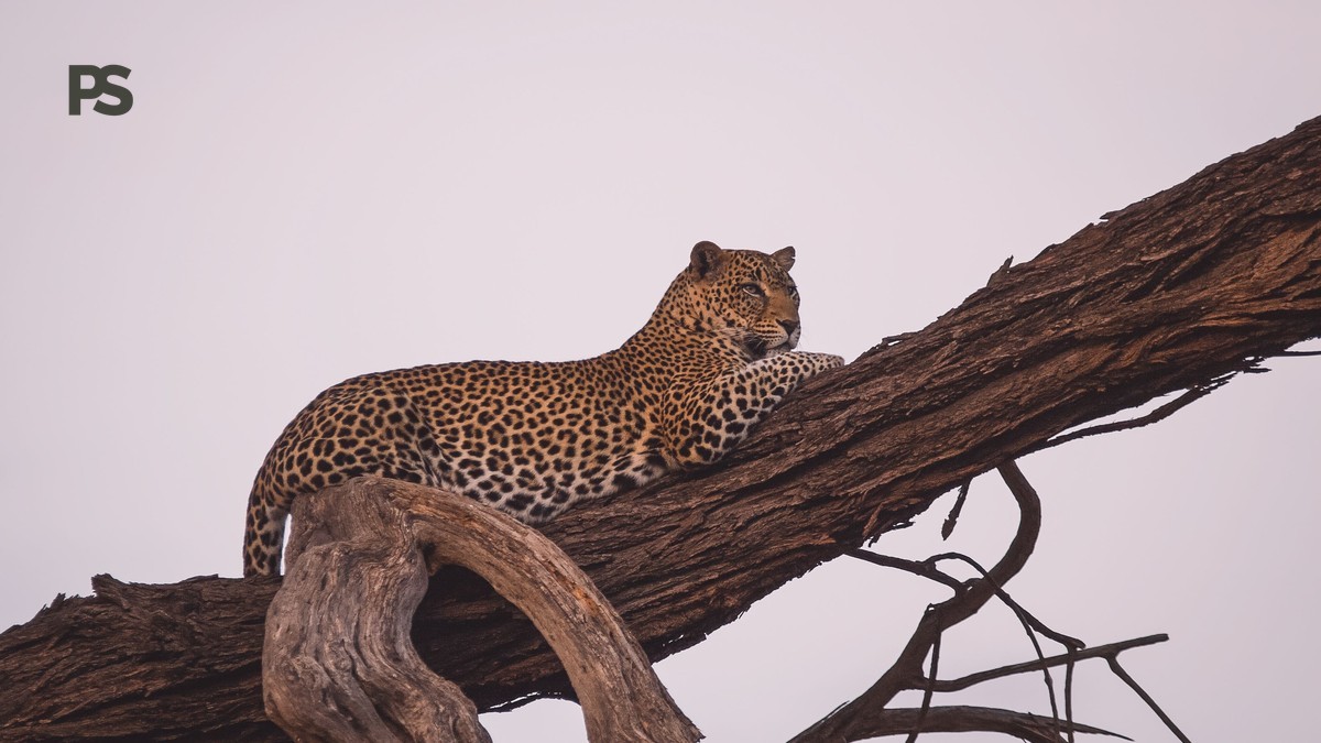 Cheetah vs Leopard Spotting Differences: Field Guide