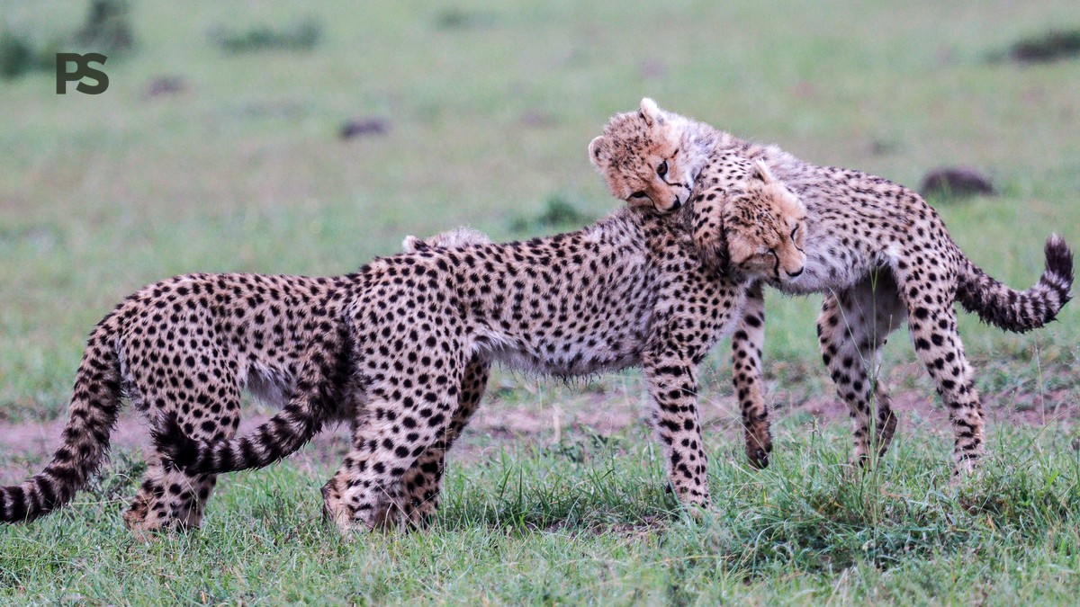 Cheetah vs Leopard Spotting Differences: Field Guide - photo 1