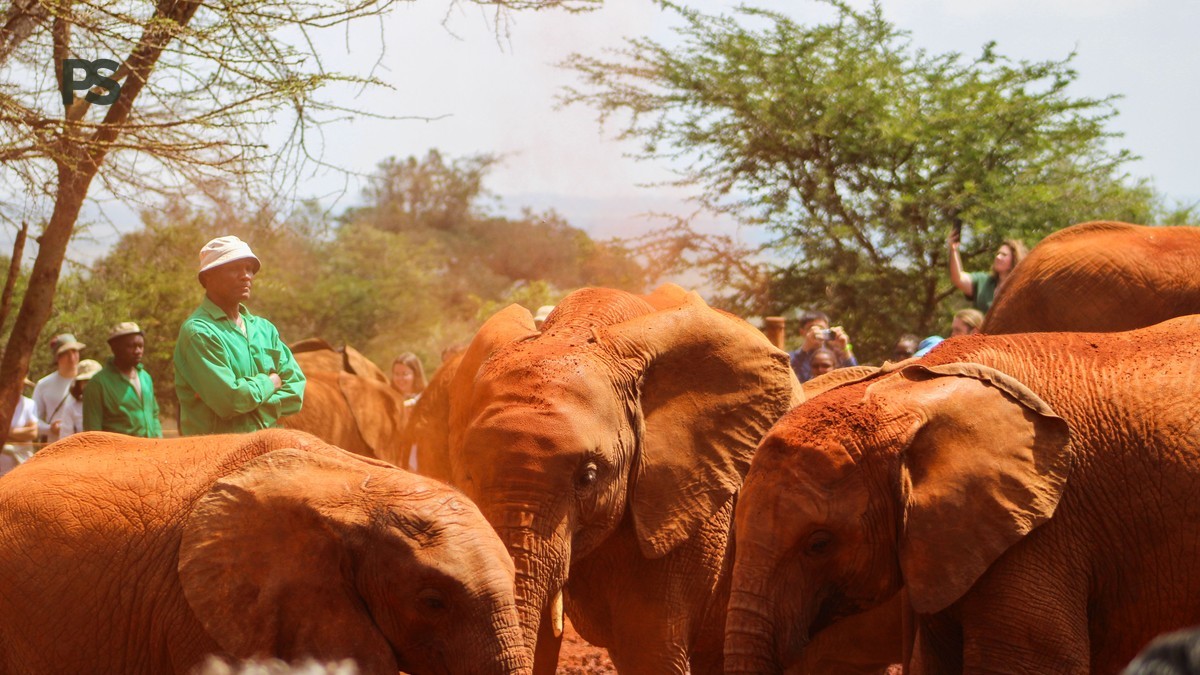 Combining Chyulu Hills and Tsavo: Safari Itinerary
