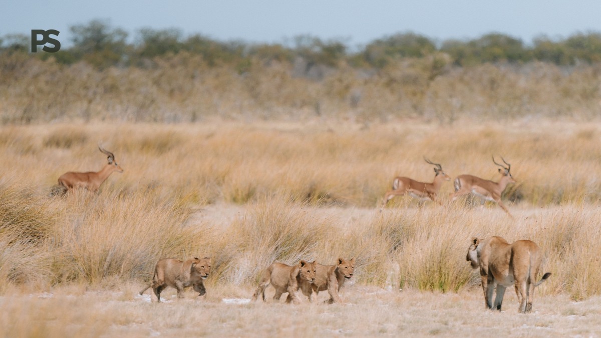 Combining Chyulu Hills and Tsavo: Safari Itinerary - photo 1