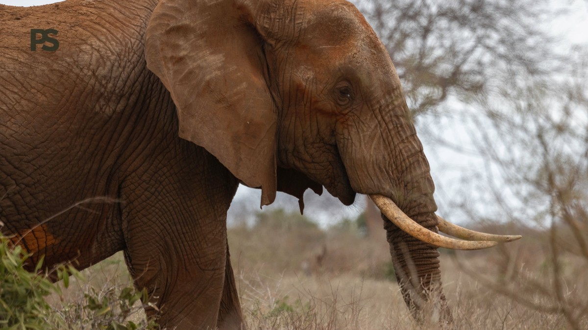 Combining Chyulu Hills and Tsavo: Safari Itinerary - photo 2