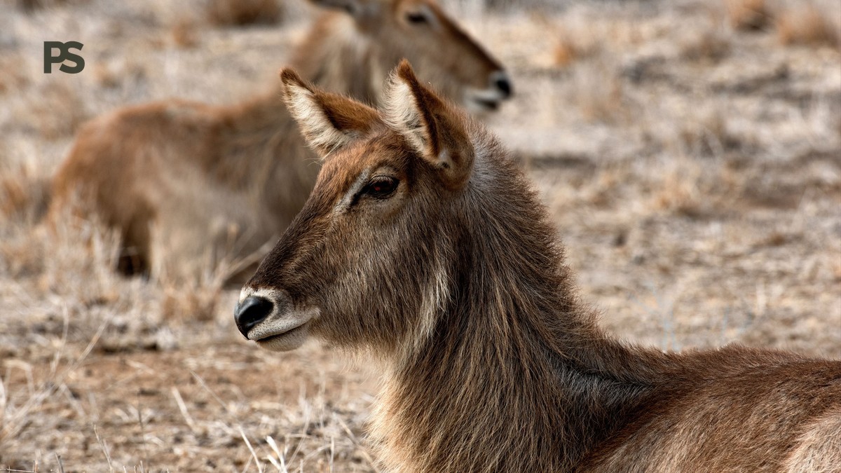 how do conservancies limit vehicle numbers: 5 Rules -- Photo by Frans van Heerden on Pexels
