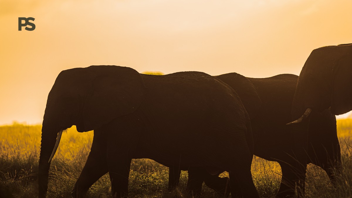Conservancy Fees vs National Park Fees: 2026 Guide - photo 1