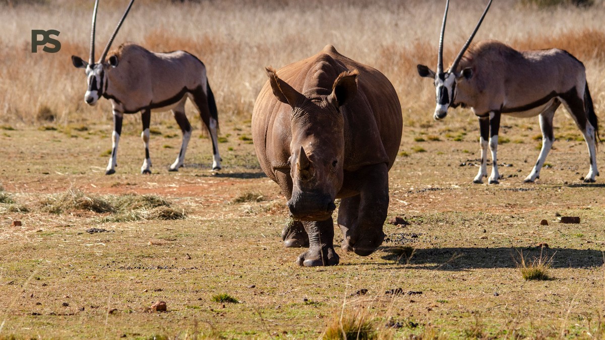 Conservancy vs Reserve Accommodation Difference Explained - photo 2