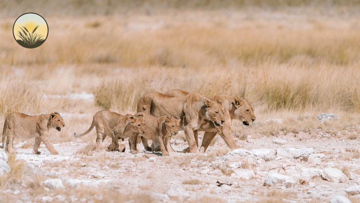Crescent Island Naivasha Walking Safari: 2026 Guide