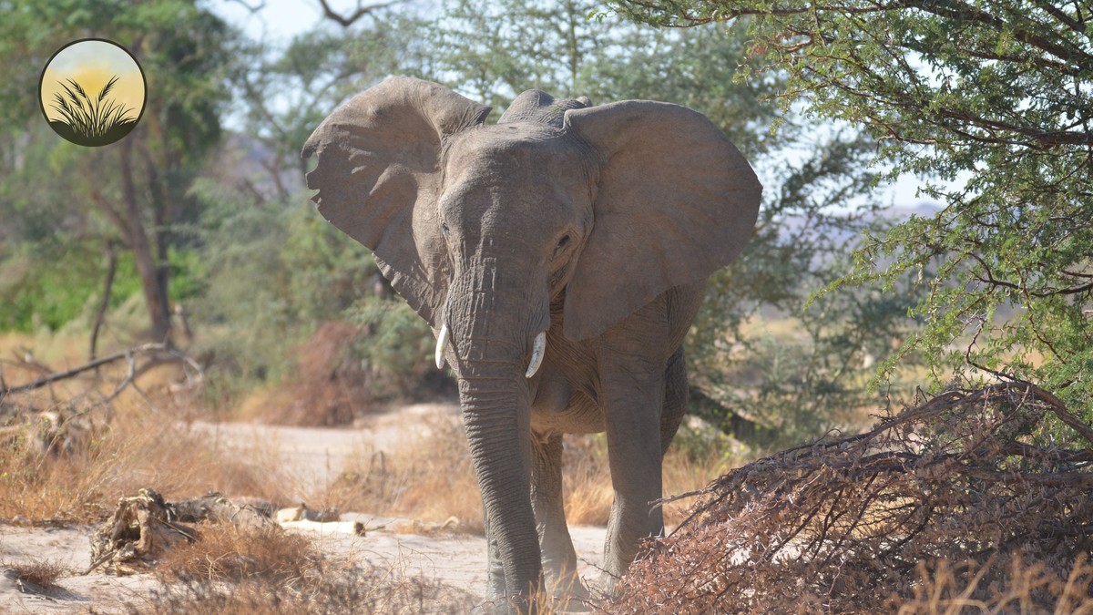 Crescent Island Naivasha Walking Safari: 2026 Guide - photo 1