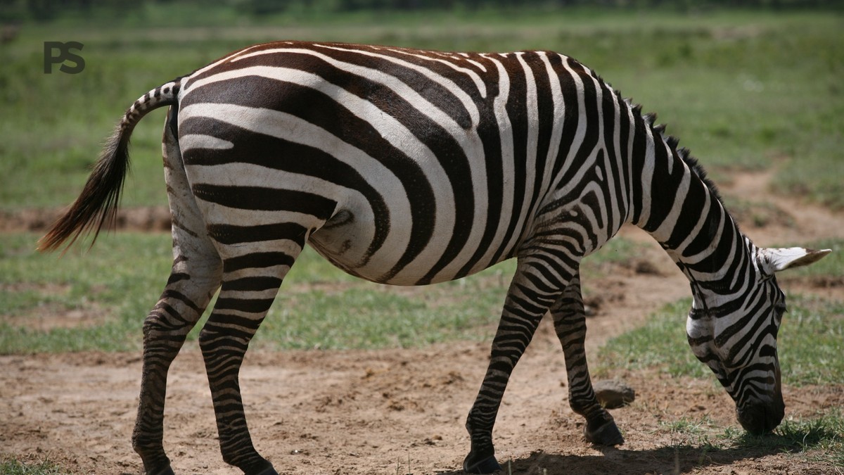 Destination wedding bush Kenya safari pour francophones