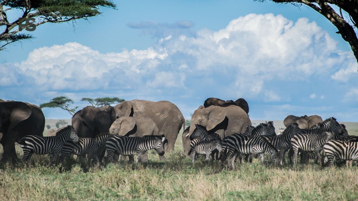Does Rain Ruin a Safari Game Drive in Kenya?