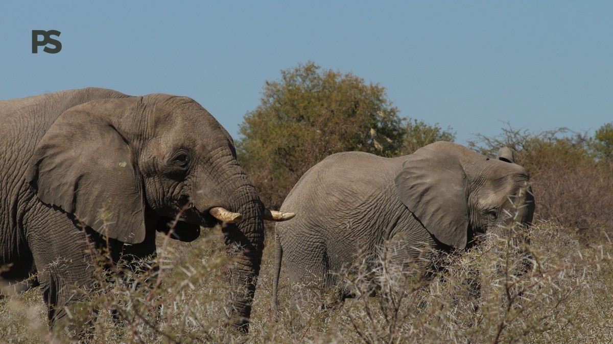 Elephant Musth Season in Kenya: A Safari Guide