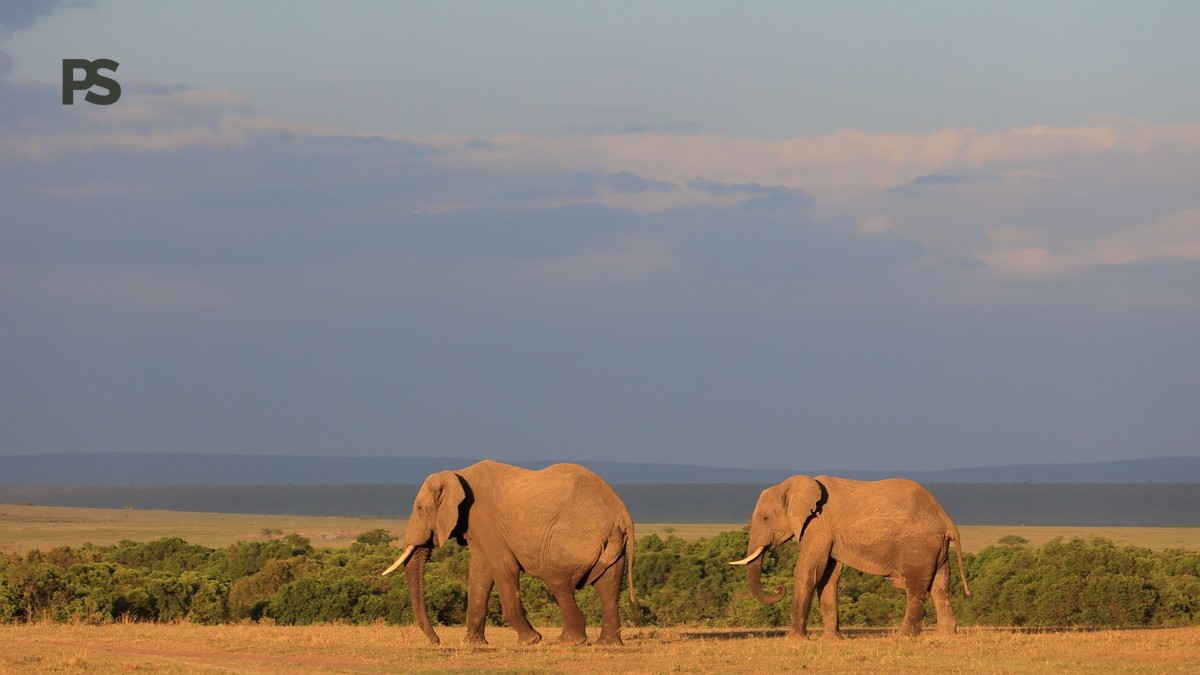 Sheldrick Elephant Orphanage Visit for German Speakers