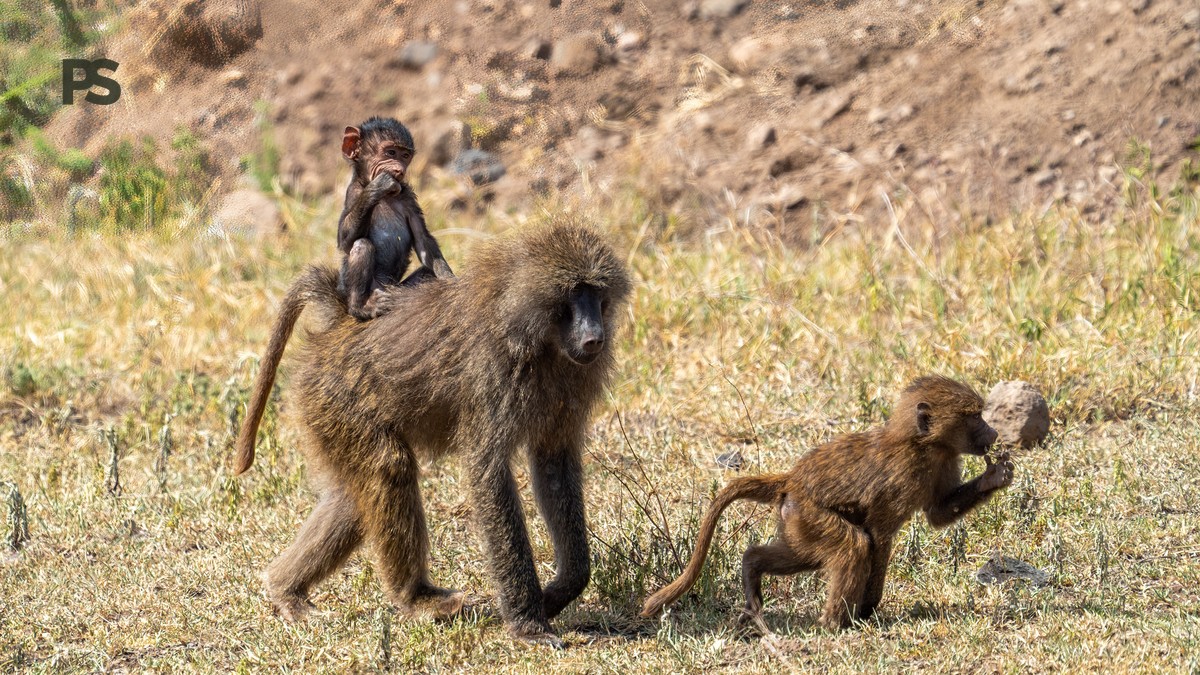 Family Safari Kenya Dutch Speakers: The Complete Guide - photo 2
