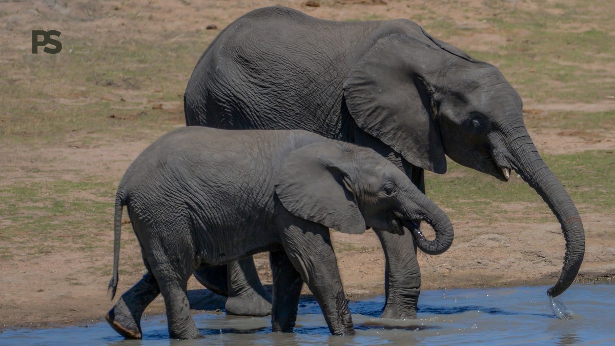 Family Safari Kenya Mandarin Speakers: 2026 Guide