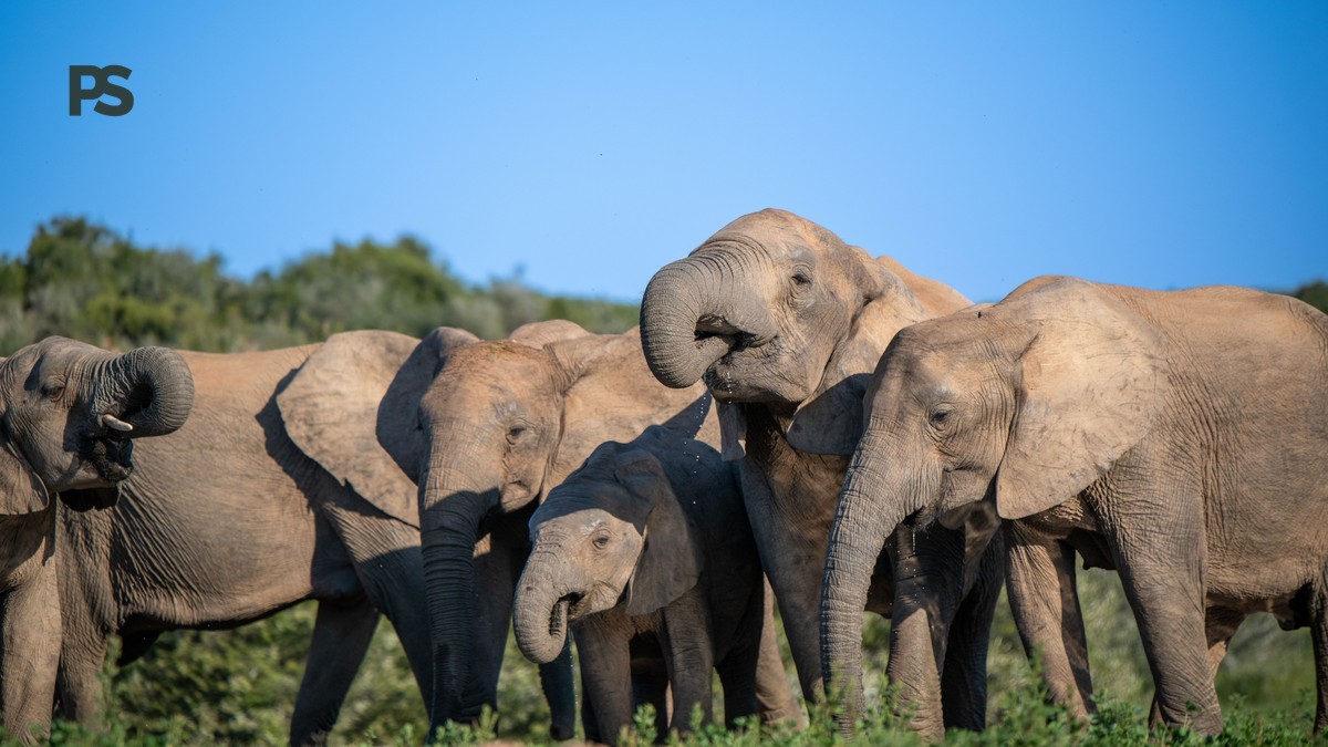 Family Safari Kenya Punjabi Speakers: Complete Planning Guide